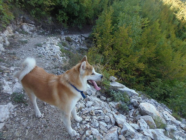 An Akita Inu Hiking