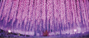 Wisteria tree illuminations at Ashikaga Flower Park Illuminations