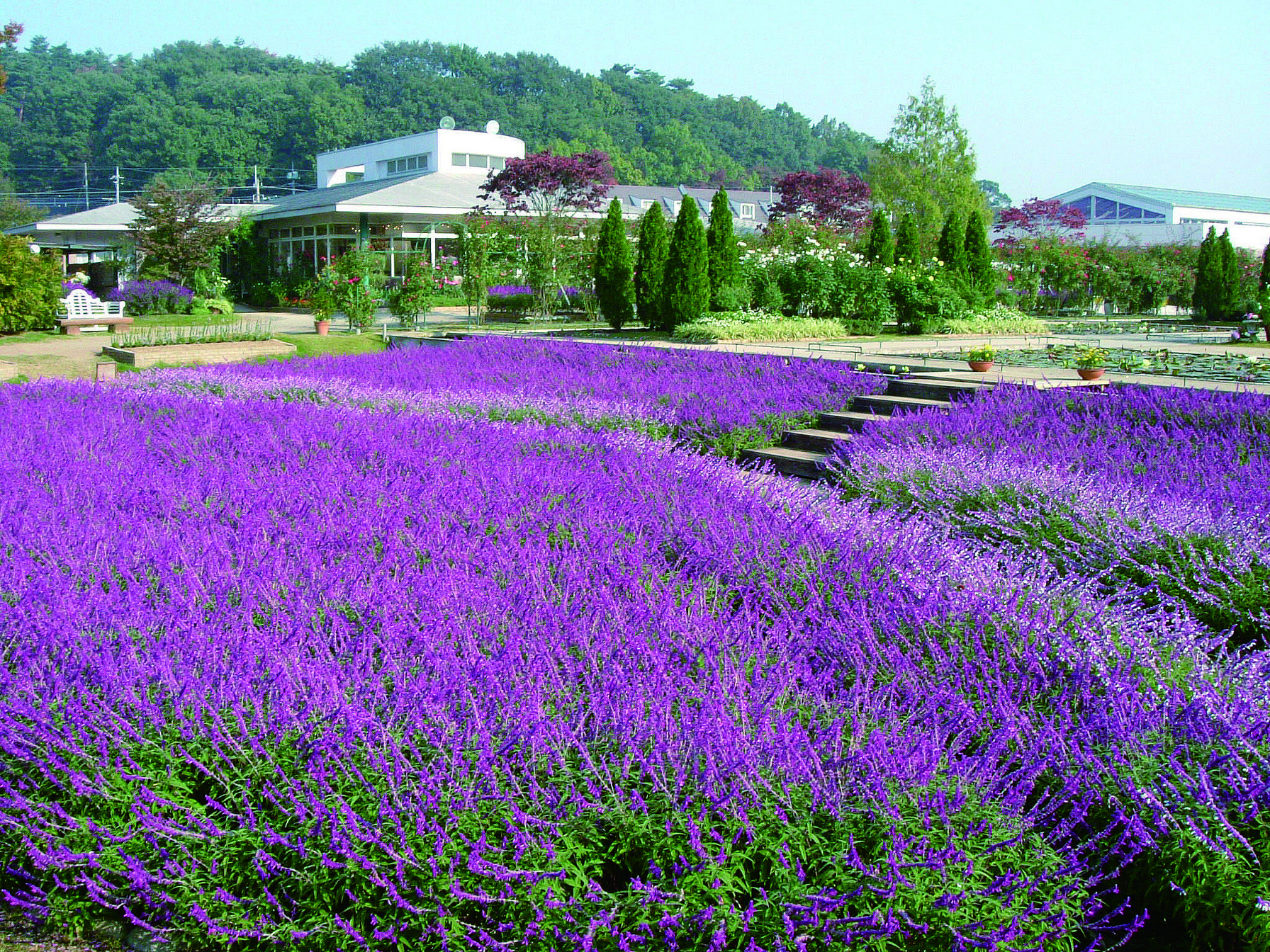 Ashikaga Flower Park