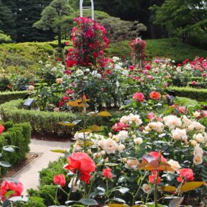 Roses in bloom at Kyu-Furukawa Gardens during Autumn Rose Festival