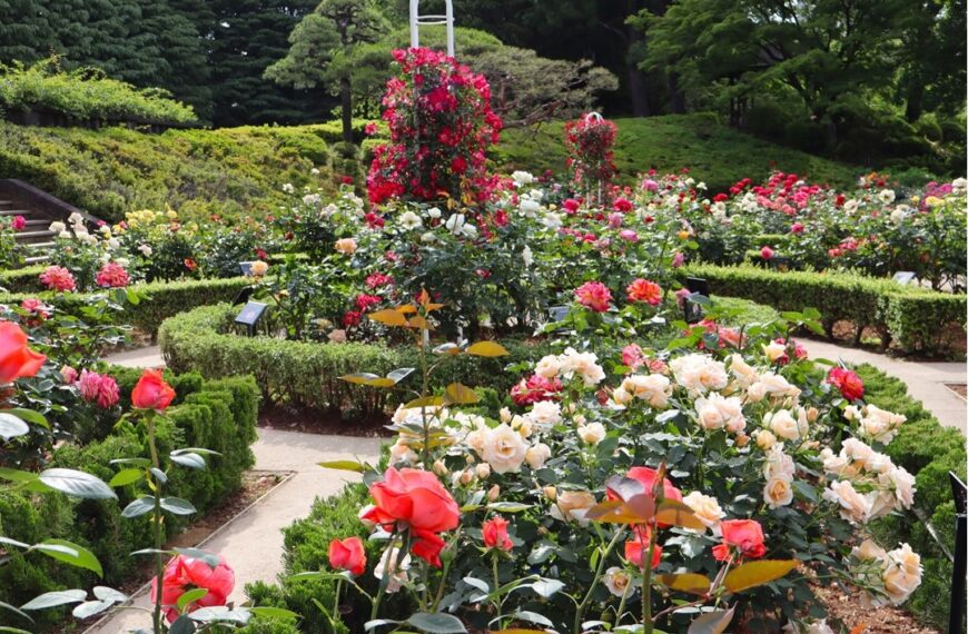 Roses in bloom at Kyu-Furukawa Gardens during Autumn Rose Festival