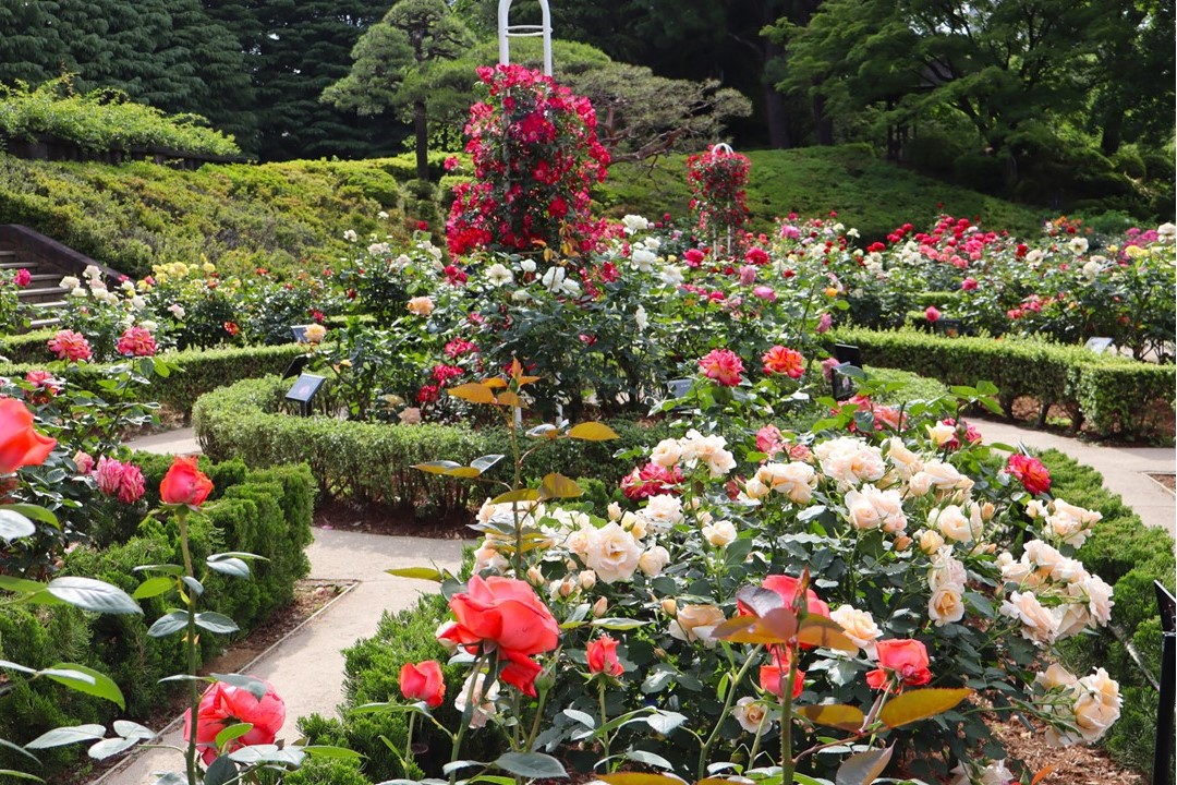 Roses in bloom at Kyu-Furukawa Gardens during Autumn Rose Festival