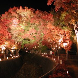 Trees in autumn at Fuji-Kawaguchiko Fall Leaves Festival