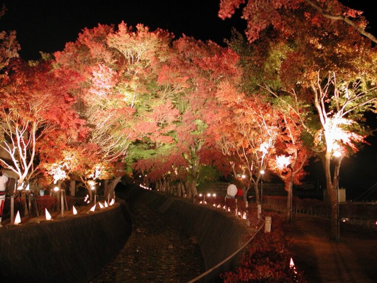 Trees in autumn at Fuji-Kawaguchiko Fall Leaves Festival