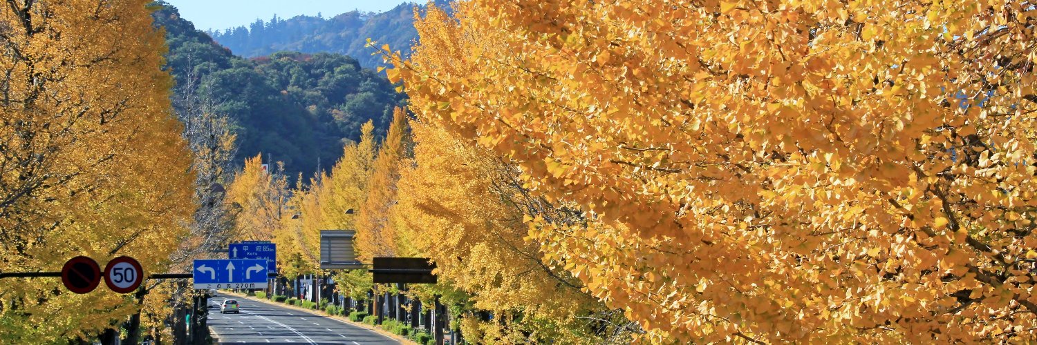 Hachiōji Ginkgo Festival