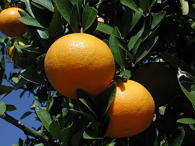 Iyokan Citrus Fruit