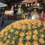 Kameido Tenjin Chrysanthemum Festival