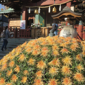 Kameido Tenjin Chrysanthemum Festival