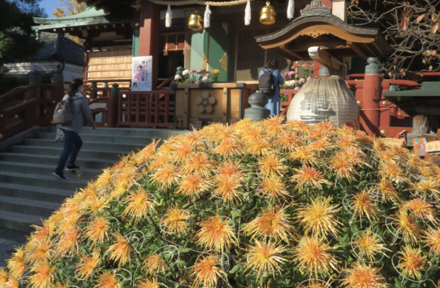 Kameido Tenjin Chrysanthemum Festival