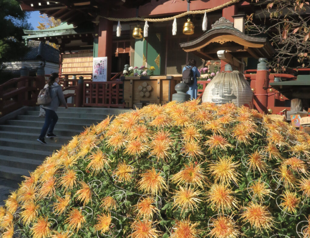 Kameido Tenjin Chrysanthemum Festival