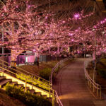 Illuminations at the River Meguro in winter