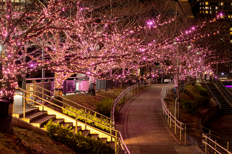 Illuminations at the River Meguro in winter