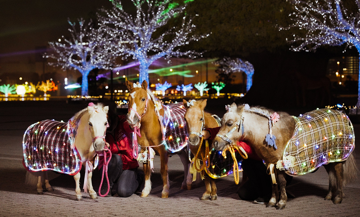 Mini ponies at Oi Racecourse for Tokyo Mega Illumination