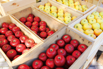 Freshly picked apples in Aomori