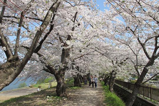 Cherry Blossoms at Kakunodate in Spring