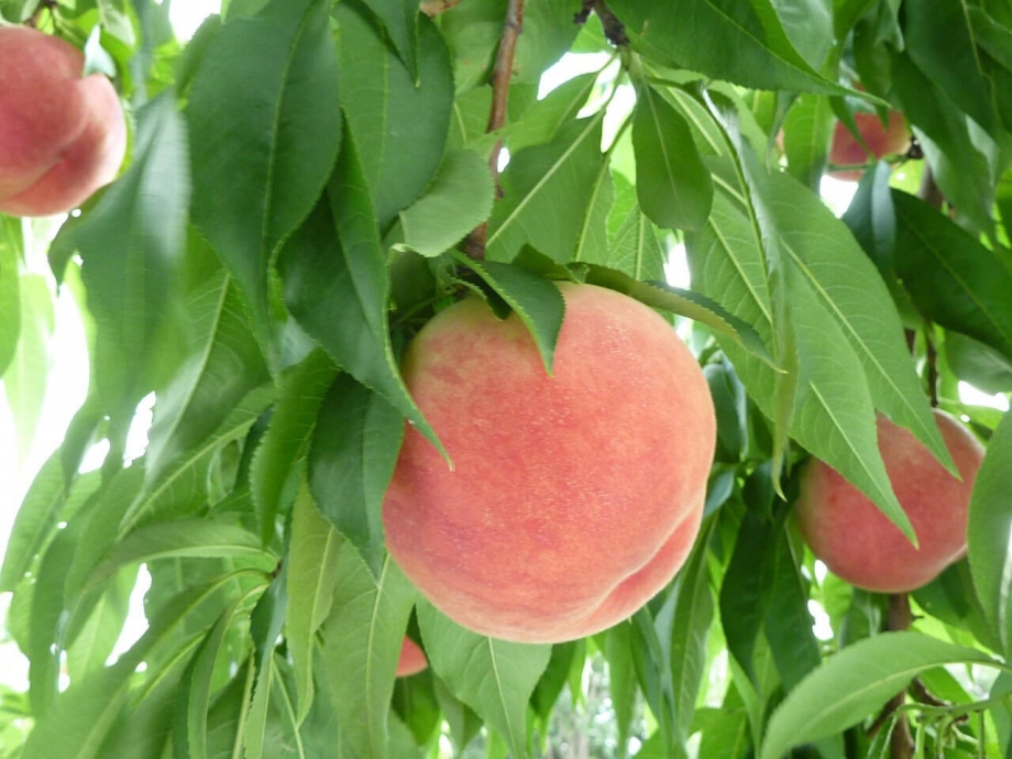 Peaches, Fukushima