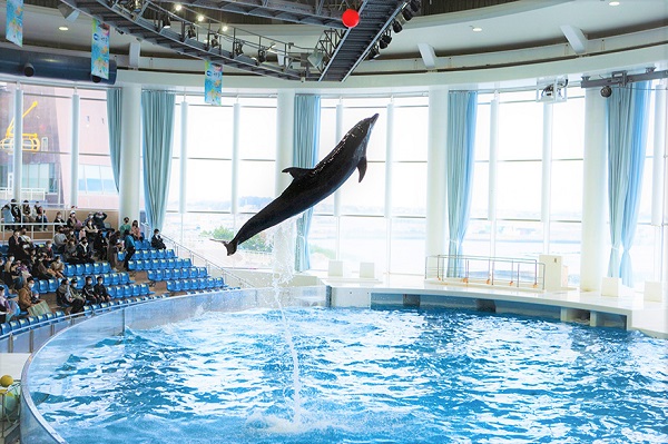 Dolphins at Aqua World Oarai