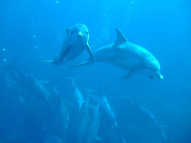 Dolphins in the sea, Mikurajima