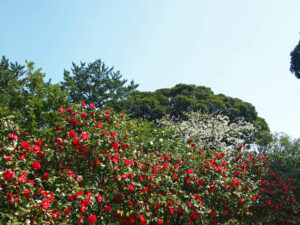 Oshima Park Camellia Garden