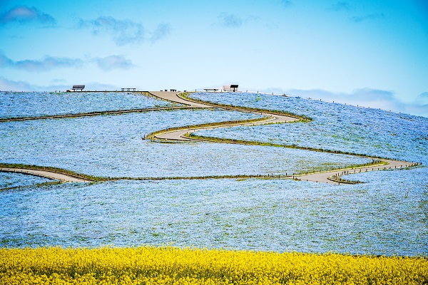 Nemophila at Hitachi Seaside Park