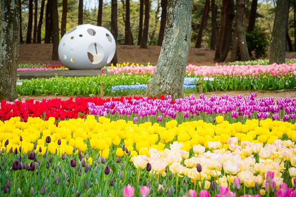 Tulips at Hitachi Seaside Park