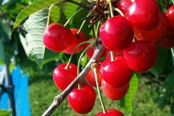 Apple Orchard, Iwate