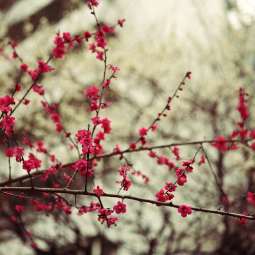 Plum Blossom Festival at Jindai Botanical Gardens