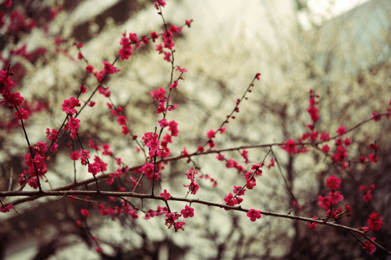 Plum Blossom Festival at Jindai Botanical Gardens