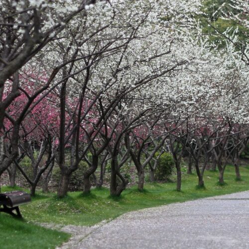 Yoshino Baigo Plum Blossom Festival