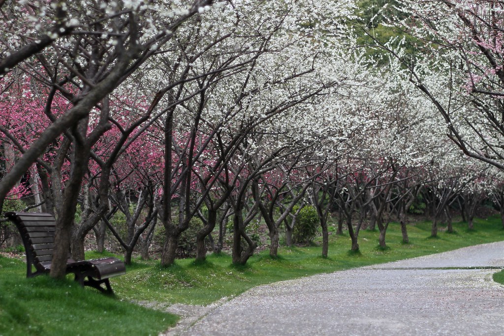 Yoshino Baigo Plum Blossom Festival