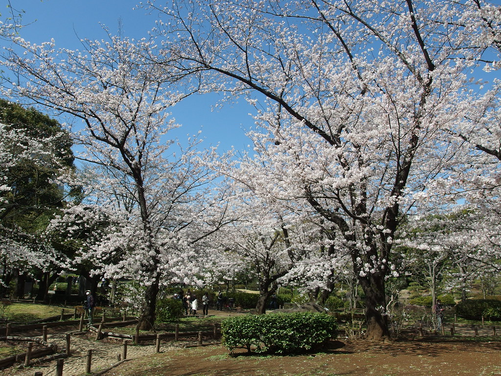 Sumida Park Cherry Blossom