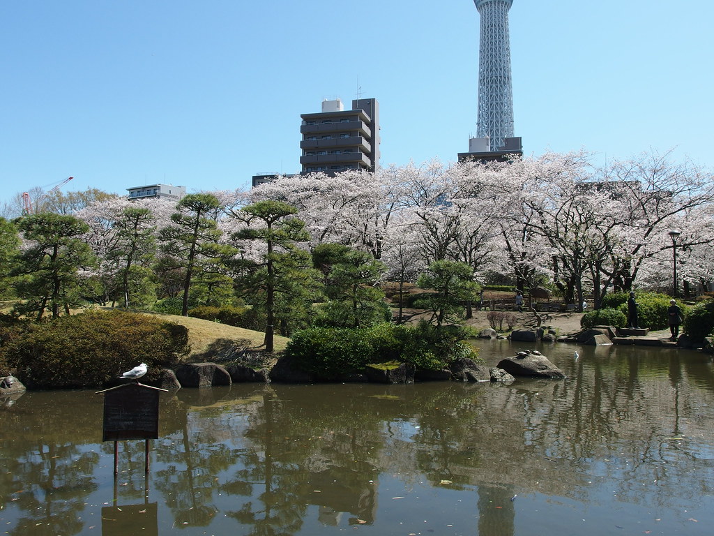 Sumida Park Cherry Blossom