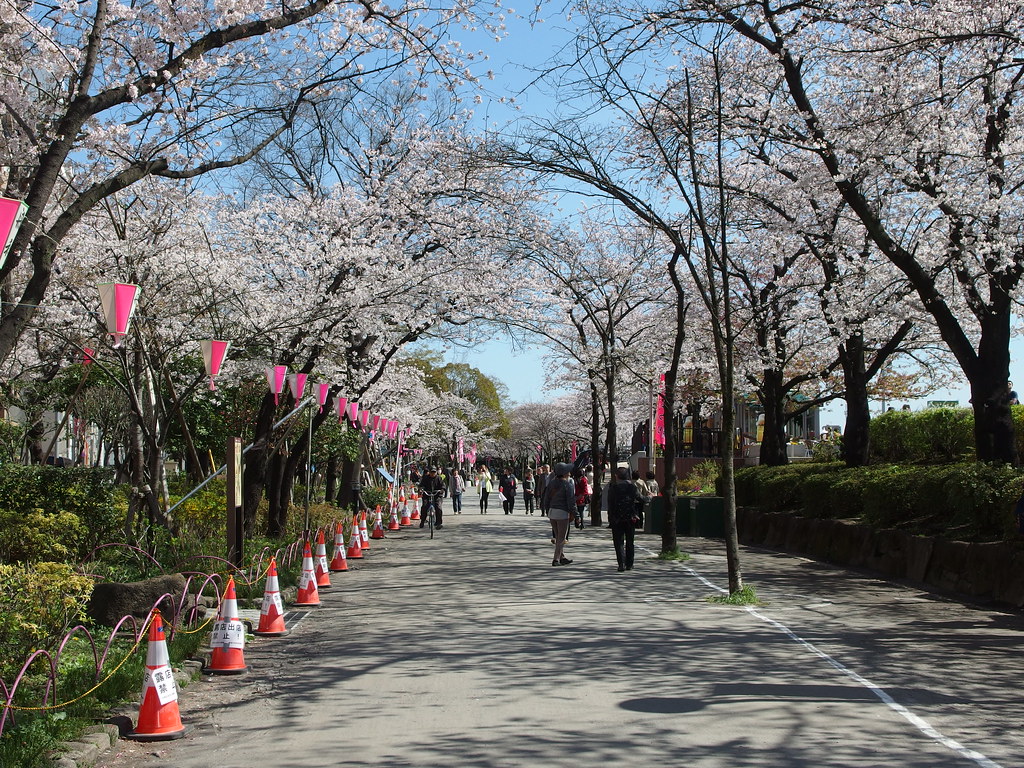 Sumida Park Cherry Blossom