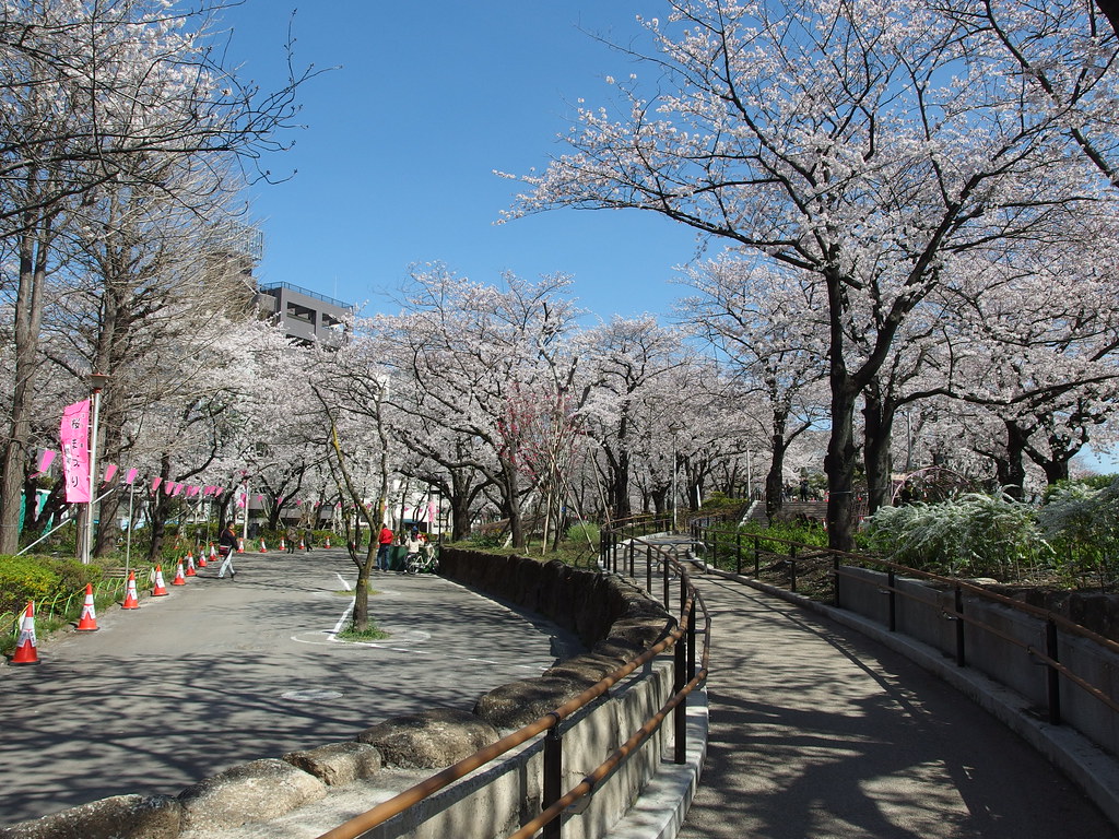 Sumida Park Cherry Blossom