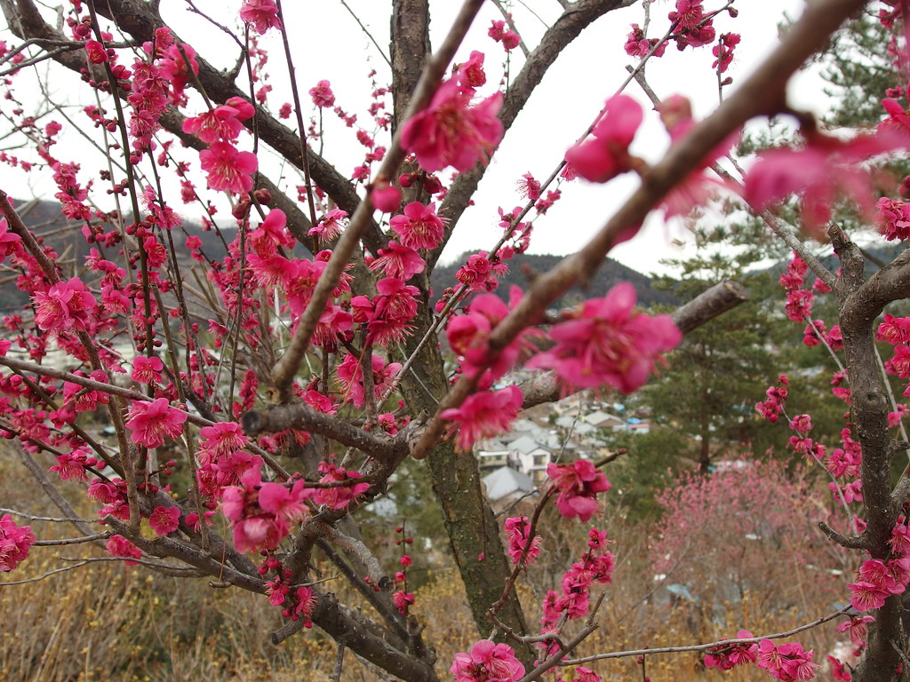 Ome Plum Blossom Festival