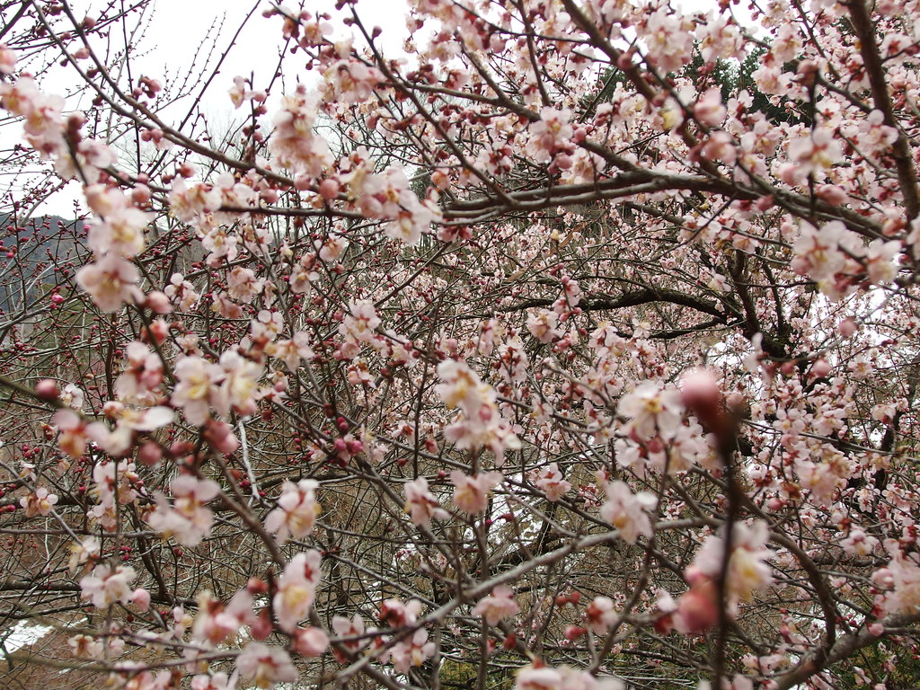 Ome Plum Blossom Festival