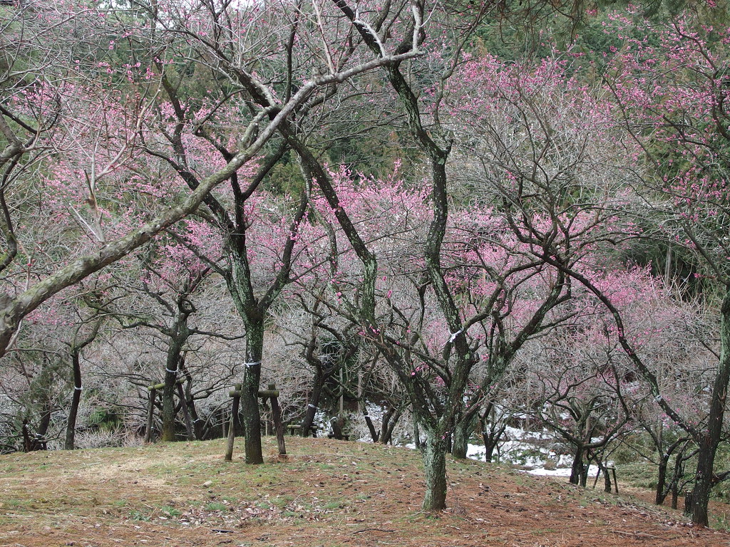 Ome Plum Blossom Festival