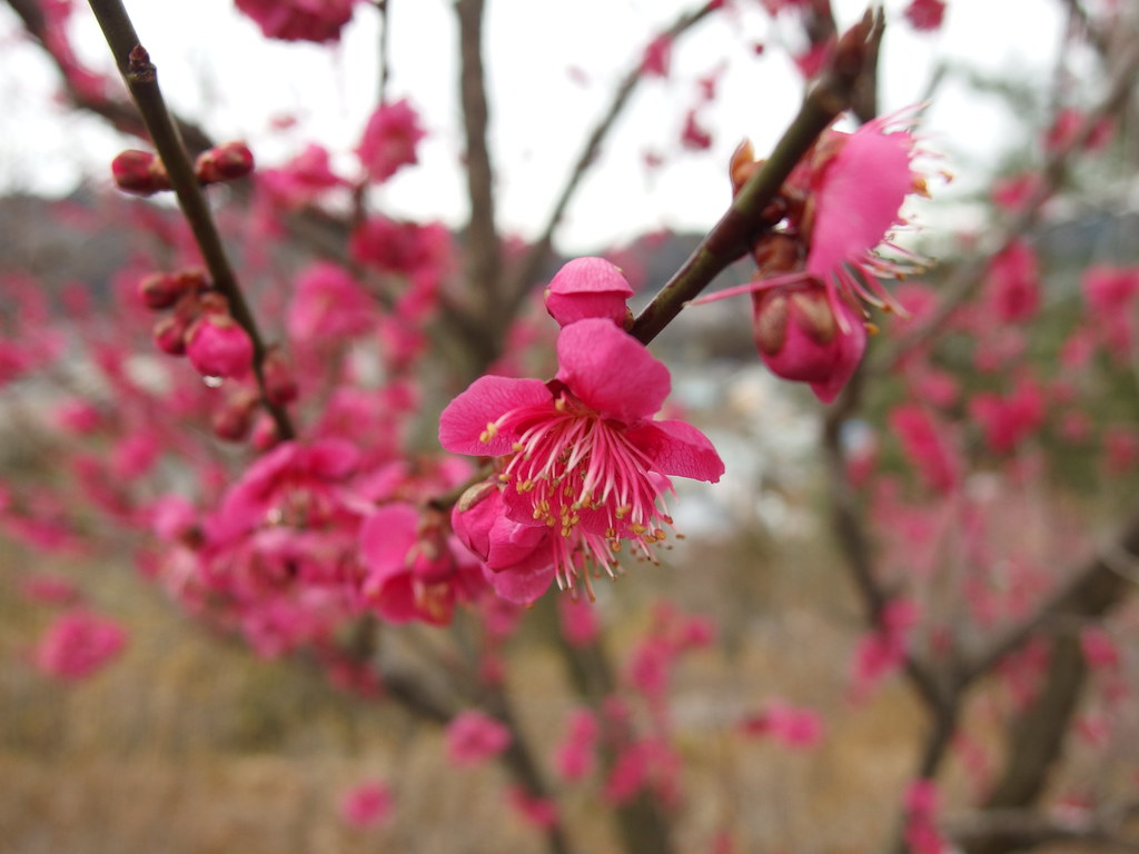 Ome Plum Blossom Festival