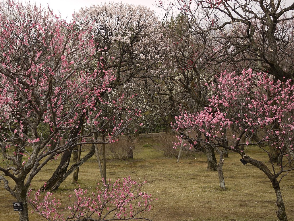 Plum Blossoms in full bloom at Jindai Botanical Gardens