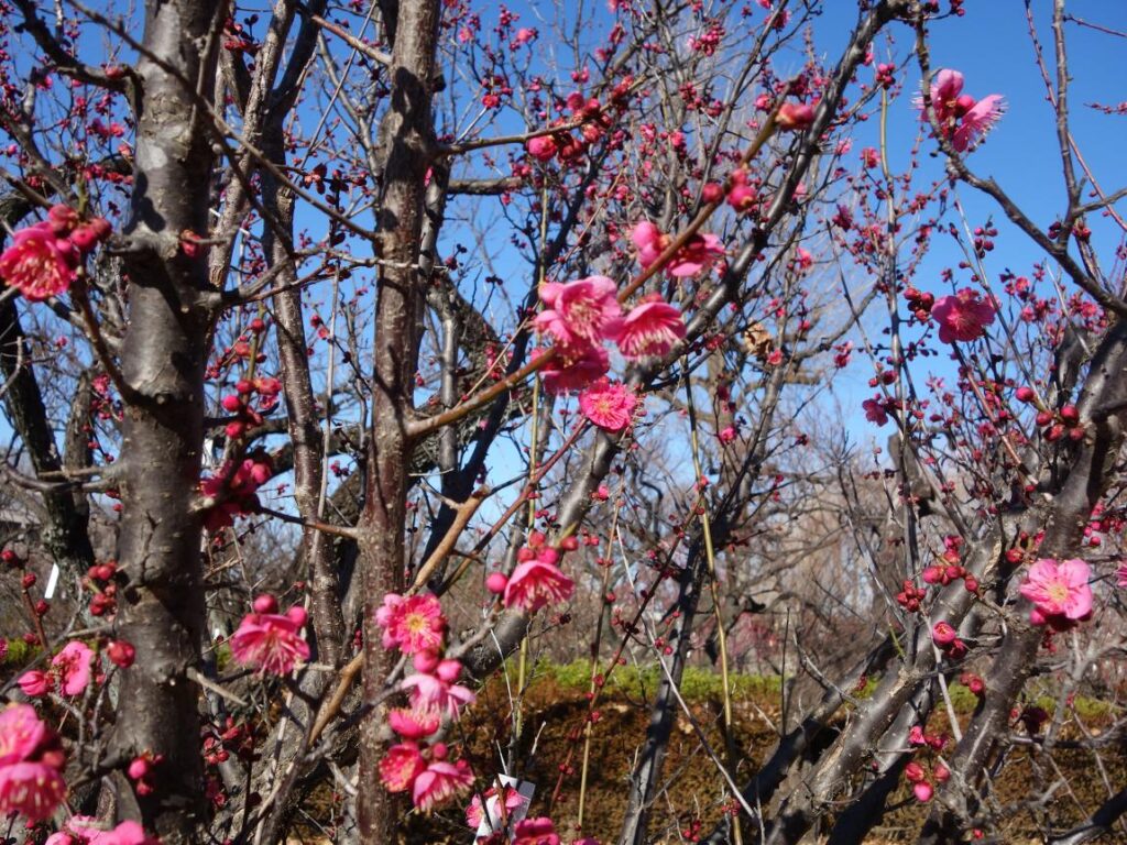 Setagaya Plum Blossom Festival