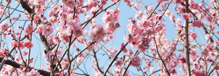 Setagaya Plum Blossom Festival