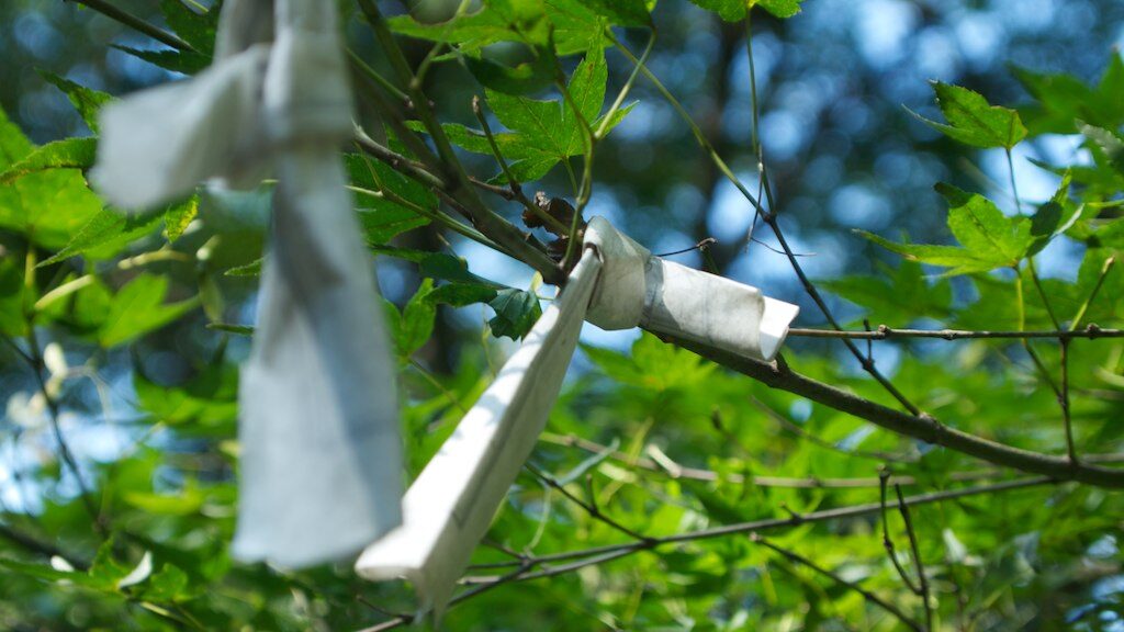 Omikuji tied to a tree