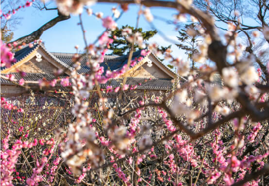 Plum blossom in the shrine grounds