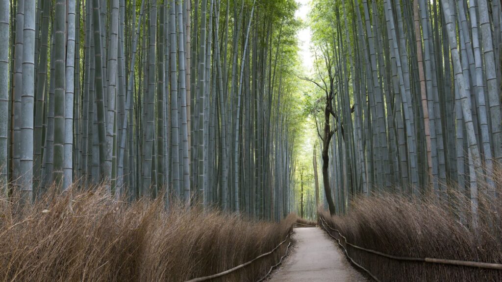 Arashiyama Bamboo Grove