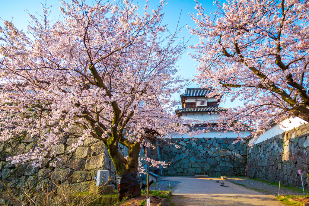 Cherry Blossoms at Fukuoka Castle Ruins