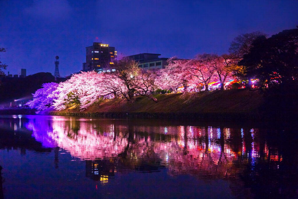 Cherry trees lit up at night at Maizuru Park, Fukuoka