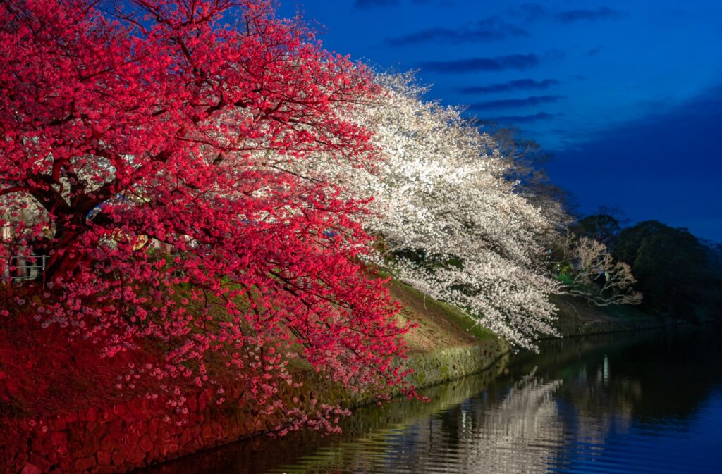 Cherry trees illuminated at night at Maizuru Park, Fukuoka