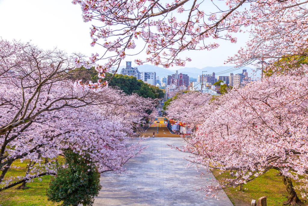 Cherry trees in bloom at Nishi Park, Fukuoka