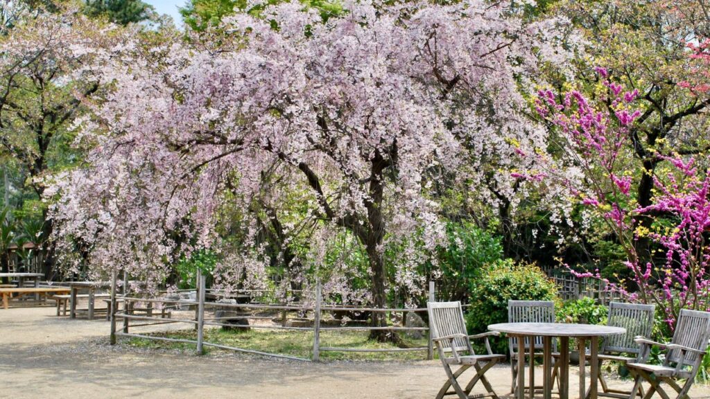 Cherry blossom trees in a park in Hiroshima