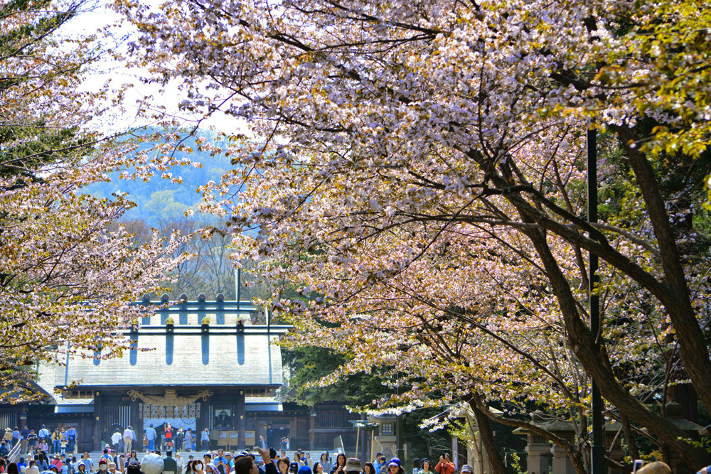 Cherry blossom trees at the Hokkaido Shrine